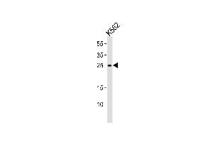 Western blot analysis of lysate from K562 cell line, using RAB27A Antibody (C-term) (ABIN1881720 and ABIN2839093). (RAB27A anticorps  (C-Term))