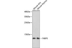 Western blot analysis of extracts of various cell lines using FABP5 Polyclonal Antibody at dilution of 1:1000. (FABP5 anticorps)