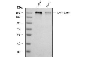 Western blot analysis of SHROOM4 using anti-SHROOM4 antibody (ABIN7600980). (Shroom Family Member 4 (SHROOM4) (AA 262-928) anticorps)
