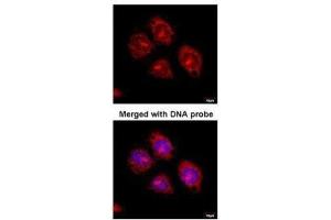 ICC/IF Image Immunofluorescence analysis of paraformaldehyde-fixed HeLaS3, using Flotillin-2 , antibody at 1:100 dilution.
