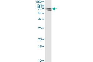 Immunoprecipitation of AFP transfected lysate using anti-AFP monoclonal antibody and Protein A Magnetic Bead , and immunoblotted with AFP MaxPab rabbit polyclonal antibody.