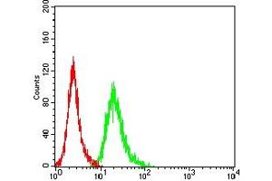 Flow cytometric analysis of Hela cells using AMBRA1 mouse mAb (green) and negative control (red).