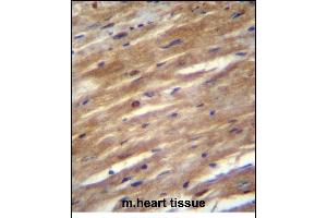 FSD2 Antibody (N-term) (ABIN656214 and ABIN2845531) immunohistochemistry analysis in formalin fixed and paraffin embedded mouse heart tissue followed by peroxidase conjugation of the secondary antibody and DAB staining. (FSD2 anticorps  (N-Term))