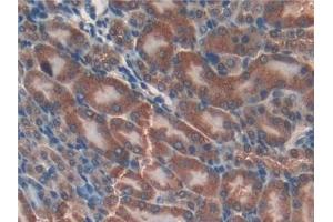 Detection of GSTk1 in Mouse Kidney Tissue using Polyclonal Antibody to Glutathione S Transferase Kappa 1 (GSTk1)