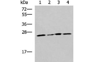 Western blot analysis of LOVO Hela A549 and HT29 cell lysates using RPL13A Polyclonal Antibody at dilution of 1:1600 (RPL13A anticorps)