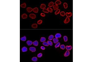Confocal immunofluorescence analysis of HeLa cells using Lamin B1 Polyclonal Antibody (ABIN3015697, ABIN3015698, ABIN3015699, ABIN1680700 and ABIN6219049) at dilution of 1:200.
