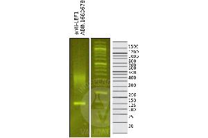 Cleavage Under Targets and Release Using Nuclease (CUT&RUN) image for anti-Lymphoid Enhancer-Binding Factor 1 (LEF1) (AA 100-399) antibody (ABIN5663810)
