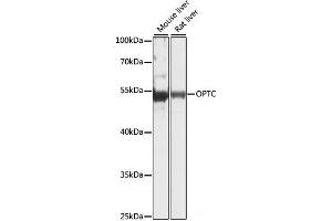 Western blot analysis of extracts of various cell lines using OPTC Polyclonal Antibody at dilution of 1:1000. (OPTC anticorps)