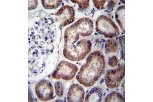 Immunohistochemistry analysis in formalin fixed and paraffin embedded human kidney tissue reacted with IREB2 Antibody (Center) followed by peroxidase conjugation of the secondary antibody and DAB staining. (IREB2 anticorps  (Middle Region))