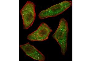 Fluorescent image of  cells stained with PIK3R3 Antibody (C-term) A. (PIK3R3 anticorps  (C-Term))