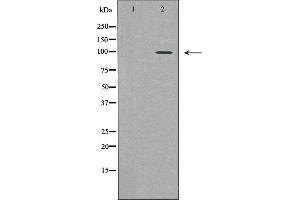 Western blot analysis of HeLa  lysate using PML antibody. (PML anticorps  (N-Term))