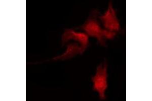 ABIN6267487 staining HeLa by IF/ICC.