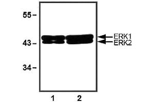 1:1000 (1 ug/ml) antibody dilution used in WB of 10 ug (1) and 30 ug (2) of HeLa cell lysates. (ERK1/2 anticorps)
