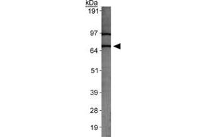 Western blot analysis of SLC31A2 in MEF cell lysate with SLC31A2 polyclonal antibody . (SLC31A2 anticorps  (AA 50-100))