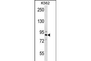 STRN4 Antibody (N-term) (ABIN656682 and ABIN2845920) western blot analysis in K562 cell line lysates (35 μg/lane). (STRN4 anticorps  (N-Term))