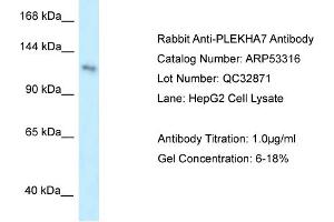 WB Suggested Anti-PLEKHA7 Antibody Titration: 0.