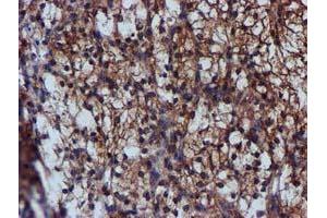 Image no. 9 for anti-Complement Component 1, S Subcomponent (C1S) antibody (ABIN1497565) (C1S anticorps)