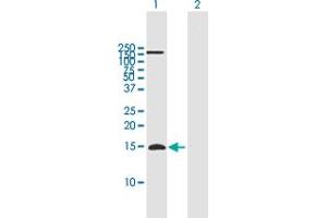 Western Blot analysis of APOC4 expression in transfected 293T cell line by APOC4 MaxPab polyclonal antibody. (APOC4 anticorps  (AA 1-127))