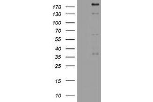 Image no. 1 for anti-Paternally Expressed 3 (PEG3) (AA 1-364) antibody (ABIN1490766) (PEG3 anticorps  (AA 1-364))