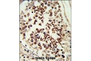 Forlin-fixed and paraffin-embedded hun testis tissue reacted with SC Antibody (C-term), which was peroxidase-conjugated to the secondary antibody, followed by DAB staining. (DIABLO anticorps  (C-Term))
