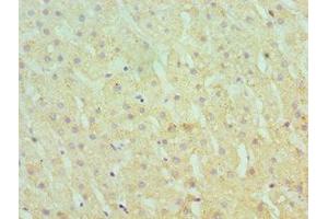 Immunohistochemistry of paraffin-embedded human liver tissue using ABIN7166367 at dilution of 1:100