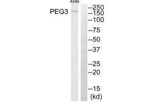 Western Blotting (WB) image for anti-Paternally Expressed 3 (PEG3) (Internal Region) antibody (ABIN1849956) (PEG3 anticorps  (Internal Region))
