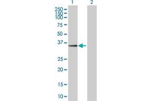 Western Blot analysis of DPF2 expression in transfected 293T cell line by DPF2 monoclonal antibody (M01), clone 2F6.