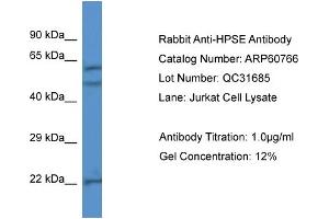 Western Blotting (WB) image for anti-Heparanase (HPSE) (N-Term) antibody (ABIN2788568) (HPSE anticorps  (N-Term))