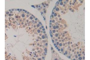 DAB staining on IHC-P; Samples: Mouse Testis Tissue (UBA7 anticorps  (AA 23-238))