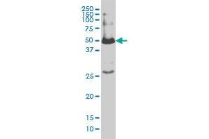 SMAD1 monoclonal antibody (M02), clone 1D3 Western Blot analysis of SMAD1 expression in IMR-32 . (SMAD1 anticorps  (AA 1-110))