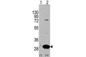 Image no. 1 for anti-Latexin (LXN) (Middle Region) antibody (ABIN356976) (Latexin anticorps  (Middle Region))