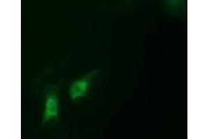 Image no. 1 for anti-Chromosome 2 Open Reading Frame 62 (C2orf62) antibody (ABIN1497052) (C2orf62 anticorps)