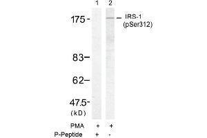 Image no. 1 for anti-Insulin Receptor Substrate 1 (IRS1) (pSer312) antibody (ABIN196858) (IRS1 anticorps  (pSer312))