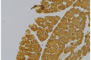 ABIN6273833 at 1/100 staining Human pancreas tissue by IHC-P. (Kallikrein 12 anticorps  (Internal Region))