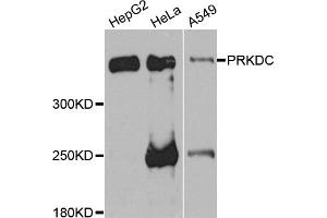 Western blot analysis of extracts of various cell lines, using PRKDC antibody (ABIN5975861) at 1/1000 dilution. (PRKDC anticorps)