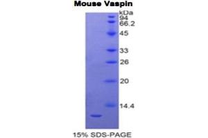 SDS-PAGE analysis of Mouse Vaspin Protein. (SERPINA12 Protéine)