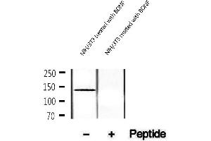 Western blot analysis of extracts of NIH/3T3 cells treated with BDNF, using Phospho-TrkA (Tyr490) Antibody.