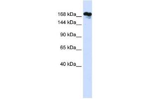RSF1 antibody used at 1 ug/ml to detect target protein. (RSF1 anticorps  (Middle Region))