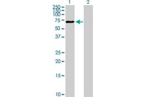 Western Blot analysis of ZNHIT6 expression in transfected 293T cell line by ZNHIT6 MaxPab polyclonal antibody.