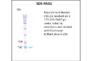 SDS-PAGE (SDS) image for Chemokine (C-X-C Motif) Ligand 16 (CXCL16) (Active) protein (ABIN5509776)