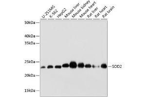 Western blot analysis of extracts of various cell lines, using SOD2 antibody (ABIN7270638) at 1:1000 dilution.