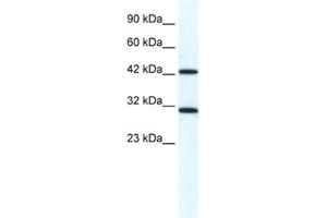 Western Blotting (WB) image for anti-DEAD (Asp-Glu-Ala-Asp) Box Polypeptide 39A (DDX39) antibody (ABIN2461346) (DDX39 anticorps)