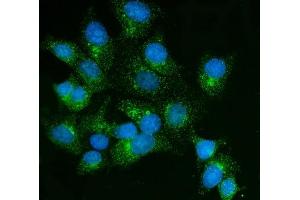 IF analysis of FKBP135/FKBP15 using anti-FKBP135/FKBP15 antibody (ABIN7600397).