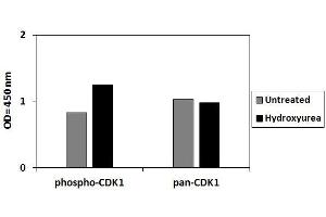HeLa cells were treated or untreated with Hydroxyurea. (CDK1 Kit ELISA)