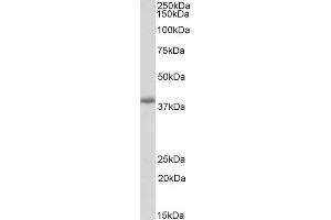 ABIN5539902 (0. (PDLIM2 anticorps  (Internal Region))