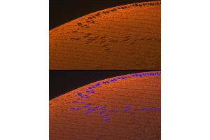 Immunofluorescence analysis of rat eye using CRYAA Rabbit mAb (ABIN7266527) at dilution of 1:100 (40x lens). (CRYAA anticorps)