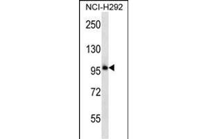 PCDHB11 Antibody (N-term) (ABIN656912 and ABIN2846109) western blot analysis in NCI- cell line lysates (35 μg/lane). (PCDHB11 anticorps  (N-Term))