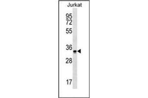 Western blot analysis of OR2G6 Antibody (N-term) in Jurkat cell line lysates (35ug/lane). (OR2G6 anticorps  (N-Term))