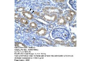 Human kidney (CDK7 anticorps  (C-Term))