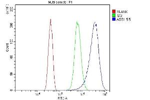 anti-Argininosuccinate Synthase 1 (ASS1) (AA 3-365) antibody